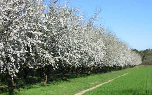 Barre de Nougat Tradition 100g – Image 4