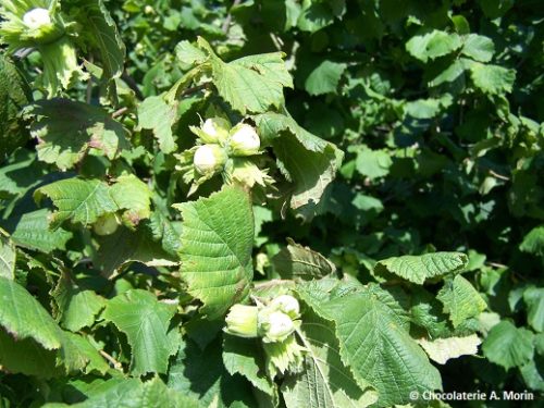 Noisettes enrobées au chocolat Noir – Image 4